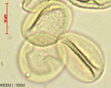 ISEM 1/Phaeoceros_laevis_90202/Phaeoceros_laevis_90202_0001(copy)_thumb.jpg